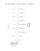 Method of Treating Ovarian and Renal Cancer Using Antibodies Against T     Cell Immunoglobulin Domain And Mucin Domain 1 (TIM-1) Antigen diagram and image