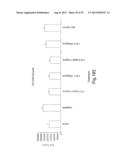 Method of Treating Ovarian and Renal Cancer Using Antibodies Against T     Cell Immunoglobulin Domain And Mucin Domain 1 (TIM-1) Antigen diagram and image