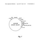 BISPECIFIC SINGLE CHAIN Fv ANTIBODY MOLECULES AND METHODS OF USE THEREOF diagram and image