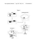 VACCINE AGAINST BETA-HERPESVIRUS INFECTION AND USE THEREOF diagram and image