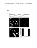 VACCINE AGAINST BETA-HERPESVIRUS INFECTION AND USE THEREOF diagram and image