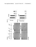 ACTIVATION OF INNATE IMMUNITY FOR NUCLEAR REPROGRAMMING OF SOMATIC CELLS diagram and image