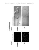 ACTIVATION OF INNATE IMMUNITY FOR NUCLEAR REPROGRAMMING OF SOMATIC CELLS diagram and image