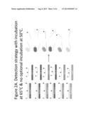 STEP-WISE DETECTION OF MULTIPLE TARGET SEQUENCES IN ISOTHERMAL NUCLEIC     ACID AMPLIFICATION REACTIONS diagram and image