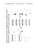 STEP-WISE DETECTION OF MULTIPLE TARGET SEQUENCES IN ISOTHERMAL NUCLEIC     ACID AMPLIFICATION REACTIONS diagram and image