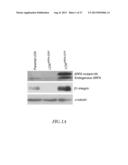 METHOD FOR DETECTING INVASIVE MICROVESCLES DERIVED FROM TUMOR CELLS diagram and image