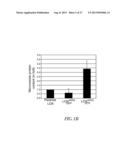 METHOD FOR DETECTING INVASIVE MICROVESCLES DERIVED FROM TUMOR CELLS diagram and image