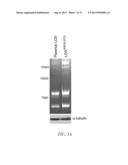 METHOD FOR DETECTING INVASIVE MICROVESCLES DERIVED FROM TUMOR CELLS diagram and image