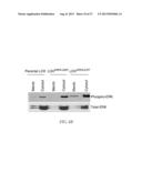 METHOD FOR DETECTING INVASIVE MICROVESCLES DERIVED FROM TUMOR CELLS diagram and image