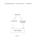 METHOD FOR DETECTING INVASIVE MICROVESCLES DERIVED FROM TUMOR CELLS diagram and image