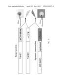 PEPTIDE APTAMERS FOR MANIPULATING PROTEIN FUNCTION diagram and image