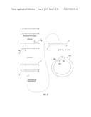 CLOSED NUCLEIC ACID STRUCTURES diagram and image