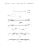 CLOSED NUCLEIC ACID STRUCTURES diagram and image