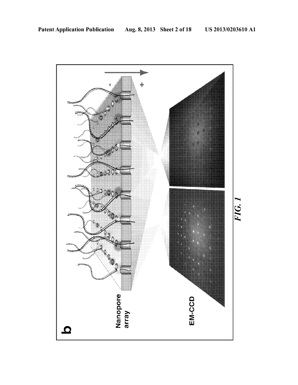 Tools and Method for Nanopores Unzipping-Dependent Nucleic Acid Sequencing - diagram, schematic, and image 03