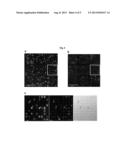 Glycoprotein Analysis Kit and Use Thereof diagram and image