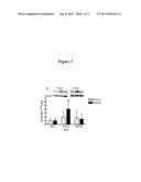 METHOD OF ENHANCING MUSCLE PROTEIN SYNTHESIS diagram and image