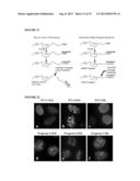 FARNESYLTRANSFERASE INHIBITORS FOR TREATMENT OF LAMINOPATHIES, CELLULAR     AGING AND ATHEROSCLEROSIS diagram and image