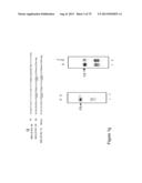 INHIBITORY RNAS TO RNA BINDING PROTEINS HNRNPA1, HNRNPA2 AND PTB AND USES     THEREOF diagram and image