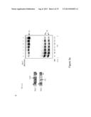 INHIBITORY RNAS TO RNA BINDING PROTEINS HNRNPA1, HNRNPA2 AND PTB AND USES     THEREOF diagram and image