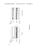 INHIBITORY RNAS TO RNA BINDING PROTEINS HNRNPA1, HNRNPA2 AND PTB AND USES     THEREOF diagram and image