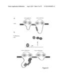 INHIBITORY RNAS TO RNA BINDING PROTEINS HNRNPA1, HNRNPA2 AND PTB AND USES     THEREOF diagram and image