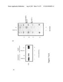 INHIBITORY RNAS TO RNA BINDING PROTEINS HNRNPA1, HNRNPA2 AND PTB AND USES     THEREOF diagram and image