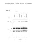 INHIBITORY RNAS TO RNA BINDING PROTEINS HNRNPA1, HNRNPA2 AND PTB AND USES     THEREOF diagram and image