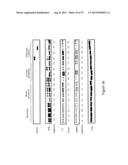 INHIBITORY RNAS TO RNA BINDING PROTEINS HNRNPA1, HNRNPA2 AND PTB AND USES     THEREOF diagram and image