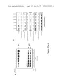 INHIBITORY RNAS TO RNA BINDING PROTEINS HNRNPA1, HNRNPA2 AND PTB AND USES     THEREOF diagram and image