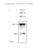 INHIBITORY RNAS TO RNA BINDING PROTEINS HNRNPA1, HNRNPA2 AND PTB AND USES     THEREOF diagram and image