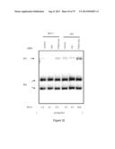 INHIBITORY RNAS TO RNA BINDING PROTEINS HNRNPA1, HNRNPA2 AND PTB AND USES     THEREOF diagram and image