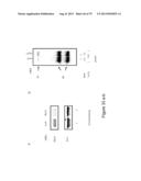 INHIBITORY RNAS TO RNA BINDING PROTEINS HNRNPA1, HNRNPA2 AND PTB AND USES     THEREOF diagram and image