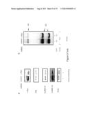 INHIBITORY RNAS TO RNA BINDING PROTEINS HNRNPA1, HNRNPA2 AND PTB AND USES     THEREOF diagram and image