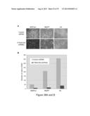 INHIBITORY RNAS TO RNA BINDING PROTEINS HNRNPA1, HNRNPA2 AND PTB AND USES     THEREOF diagram and image