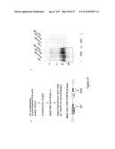 INHIBITORY RNAS TO RNA BINDING PROTEINS HNRNPA1, HNRNPA2 AND PTB AND USES     THEREOF diagram and image