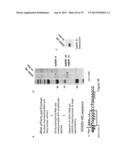 INHIBITORY RNAS TO RNA BINDING PROTEINS HNRNPA1, HNRNPA2 AND PTB AND USES     THEREOF diagram and image