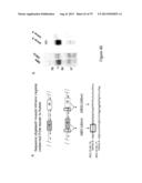 INHIBITORY RNAS TO RNA BINDING PROTEINS HNRNPA1, HNRNPA2 AND PTB AND USES     THEREOF diagram and image