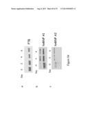 INHIBITORY RNAS TO RNA BINDING PROTEINS HNRNPA1, HNRNPA2 AND PTB AND USES     THEREOF diagram and image