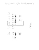 INHIBITORY RNAS TO RNA BINDING PROTEINS HNRNPA1, HNRNPA2 AND PTB AND USES     THEREOF diagram and image