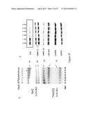 INHIBITORY RNAS TO RNA BINDING PROTEINS HNRNPA1, HNRNPA2 AND PTB AND USES     THEREOF diagram and image