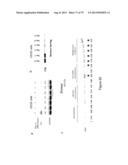 INHIBITORY RNAS TO RNA BINDING PROTEINS HNRNPA1, HNRNPA2 AND PTB AND USES     THEREOF diagram and image