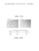 USE OF MEGANUCLEASES FOR INDUCING HOMOLOGOUS RECOMBINATION EX VIVO AND IN     TOTO IN VERTEBRATE SOMATIC TISSUES AND APPLICATION THEREOF diagram and image