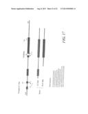 USE OF MEGANUCLEASES FOR INDUCING HOMOLOGOUS RECOMBINATION EX VIVO AND IN     TOTO IN VERTEBRATE SOMATIC TISSUES AND APPLICATION THEREOF diagram and image