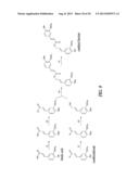 FERULOYL-CoA:MONOLIGNOL TRANSFERASE diagram and image