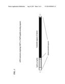 CHLOROPLAST TRANSIT PEPTIDE diagram and image