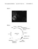 CHLOROPLAST TRANSIT PEPTIDE diagram and image