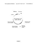 Plants Having Enhanced Yield-Related Traits and Method for Making the Same diagram and image