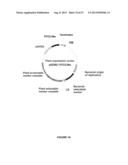 Plants Having Enhanced Yield-Related Traits and Method for Making the Same diagram and image