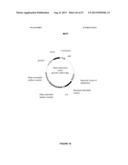 Plants Having Enhanced Yield-Related Traits and Method for Making the Same diagram and image