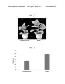 GGPS GENE FOR PROMOTIMG HIGHER GROWTH OR BIOMASS OF PLANT AND USE THEREOF diagram and image